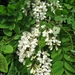 Accasia bloemen 006