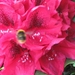 bijen en rododendrons 001