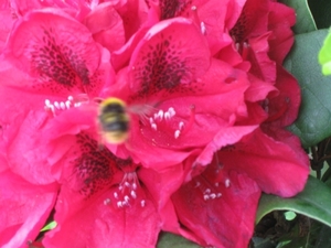 bijen en rododendrons 001