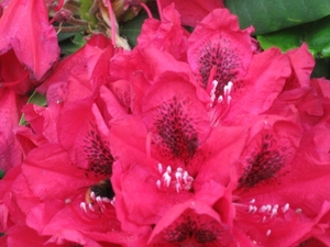 bijen en rododendrons 002