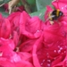 bijen en rododendrons 004