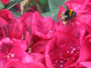 bijen en rododendrons 004