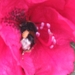 bijen en rododendrons 005