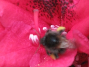bijen en rododendrons 007