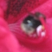 bijen en rododendrons 008