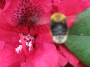 bijen en rododendrons 010