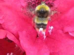 bijen en rododendrons 011