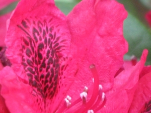 bijen en rododendrons 012