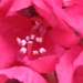 bijen en rododendrons 013