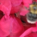 bijen en rododendrons 014