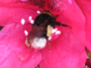 bijen en rododendrons 015