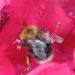 bijen en rododendrons 016