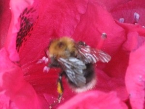 bijen en rododendrons 016