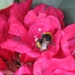 bijen en rododendrons 017
