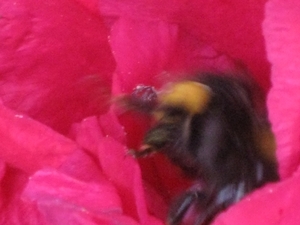 bijen en rododendrons 018