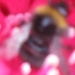 bijen en rododendrons 019