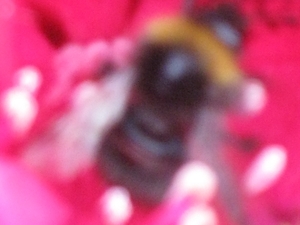 bijen en rododendrons 019