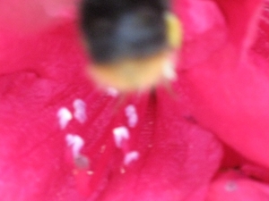bijen en rododendrons 020