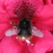 bijen en rododendrons 022