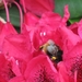 bijen en rododendrons 024