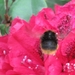 bijen en rododendrons 025