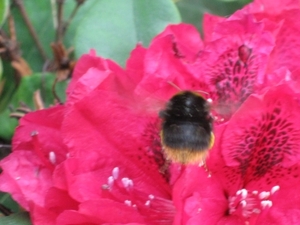 bijen en rododendrons 025