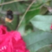 bijen en rododendrons 026