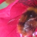 bijen en rododendrons 028