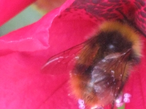 bijen en rododendrons 028