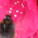 bijen en rododendrons 029