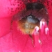 bijen en rododendrons 030