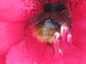 bijen en rododendrons 030