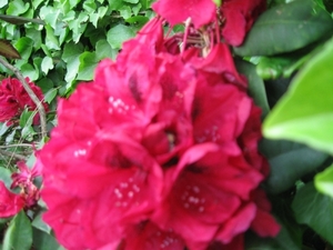 Rododendrons en Bijen 001