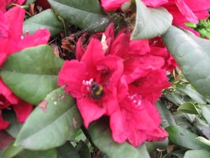 Rododendrons en Bijen 002