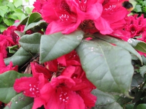 Rododendrons en Bijen 003