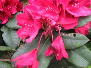 Rododendrons en Bijen 006