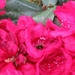 Rododendrons en Bijen 007