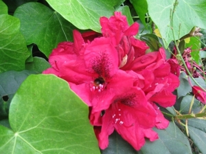 Rododendrons en Bijen 010