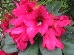 Rododendrons en Bijen 012