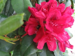Rododendrons en Bijen 015