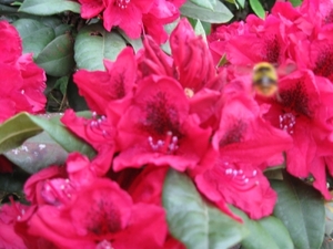 Rododendrons en Bijen 017