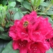 Rododendrons en Bijen 018