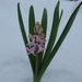 Hyacint in de sneeuw 001