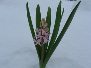 Hyacint in de sneeuw 001