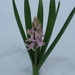 Hyacint in de sneeuw 002