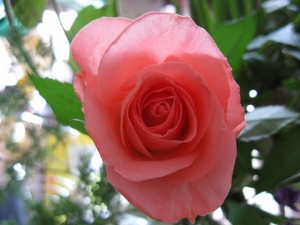 De roze roos 001