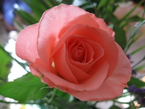 De roze roos 002
