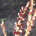 Daphne Mezerium Rubra bloei 1-2 001