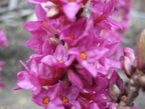 Daphne Mezerium Rubra in bloei 005