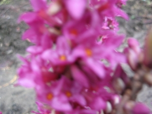 Daphne Mezerium Rubra in bloei 007